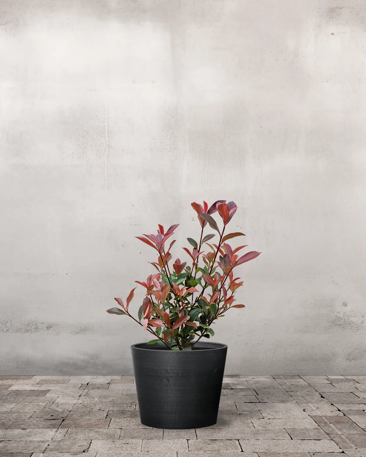 Glansmispel, Photinia fraseri 'Carre Rouge' - 50-70 cm - Image 3