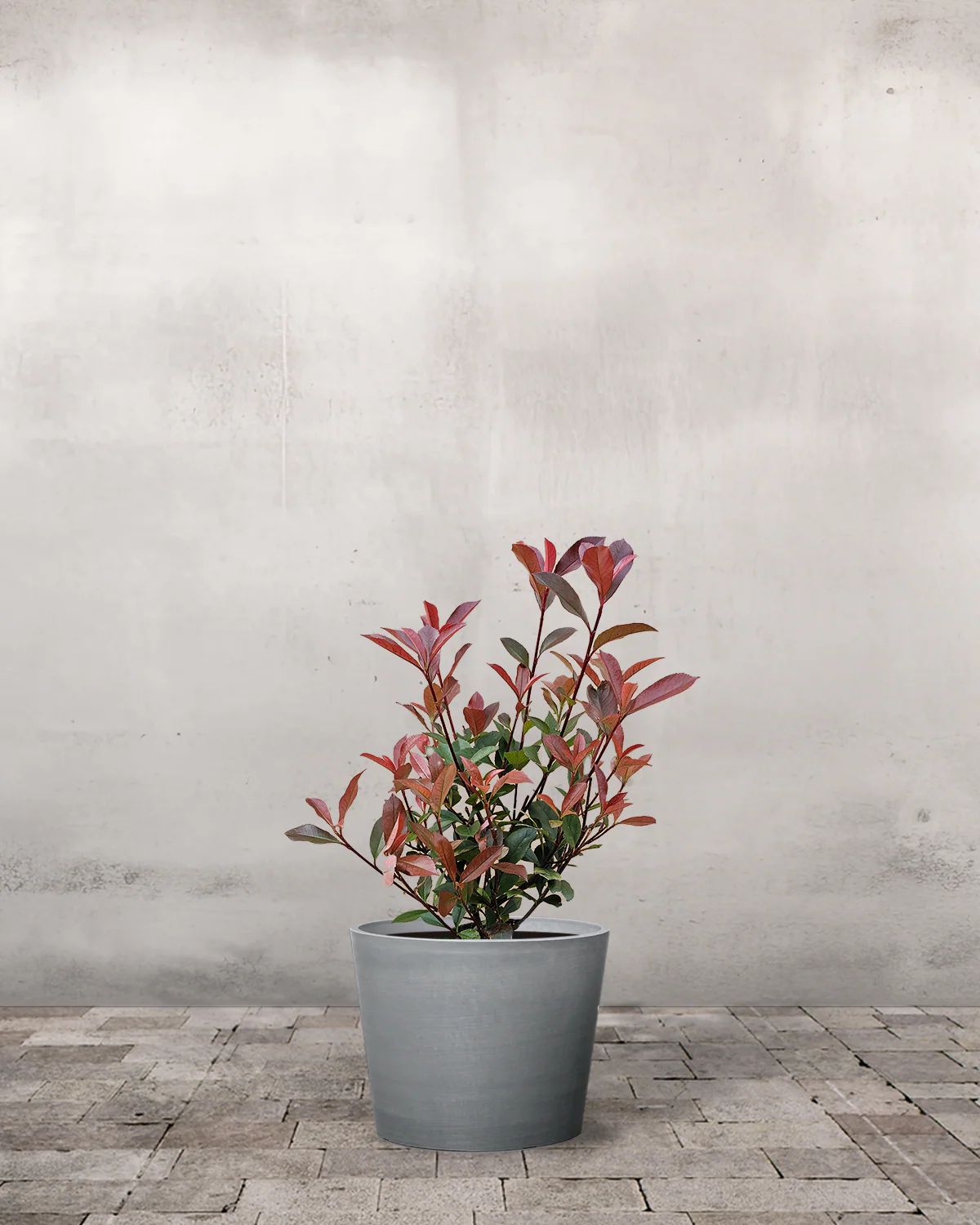 Glansmispel, Photinia fraseri 'Carre Rouge' - 50-70 cm - Image 4