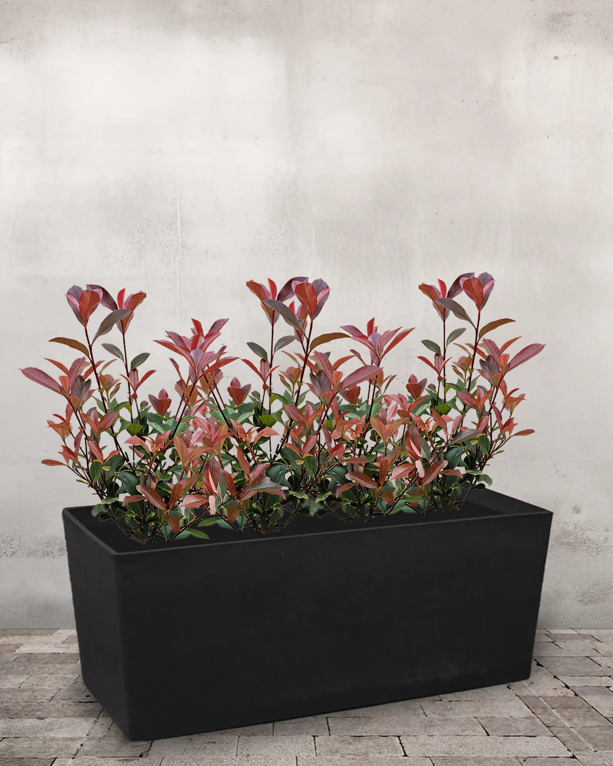 Glansmispel 'Carre Rouge' Plantekasse - med hjul & vandreservoir - Image 3