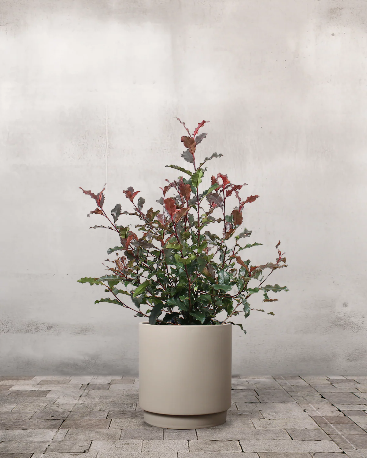 Glansmispel, Photinia fraseri 'Magic Volcano' - 50-70 cm - Image 5