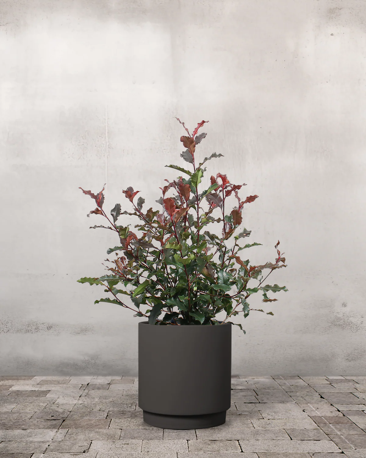 Glansmispel, Photinia fraseri 'Magic Volcano' - 50-70 cm - Image 6