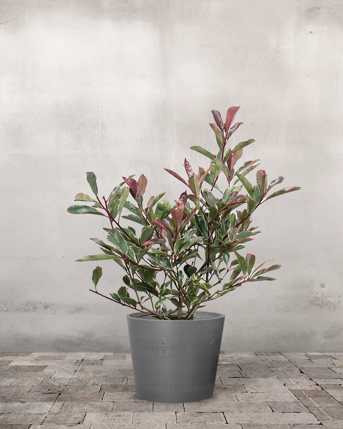 Glansmispel, Photinia fraseri 'Pink Marble' - 50-70 cm - Image 4
