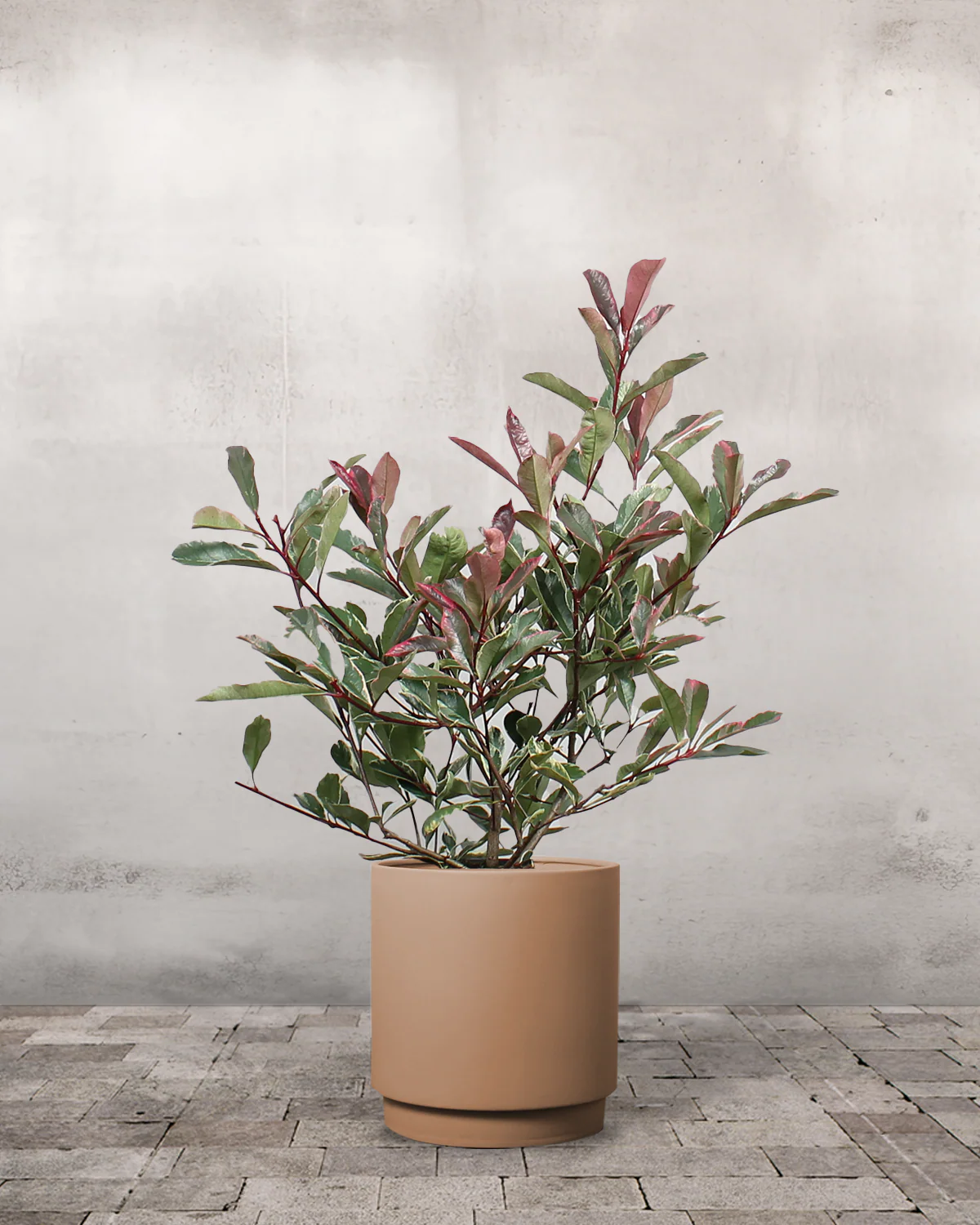 Glansmispel, Photinia fraseri 'Pink Marble' - 50-70 cm - Image 5