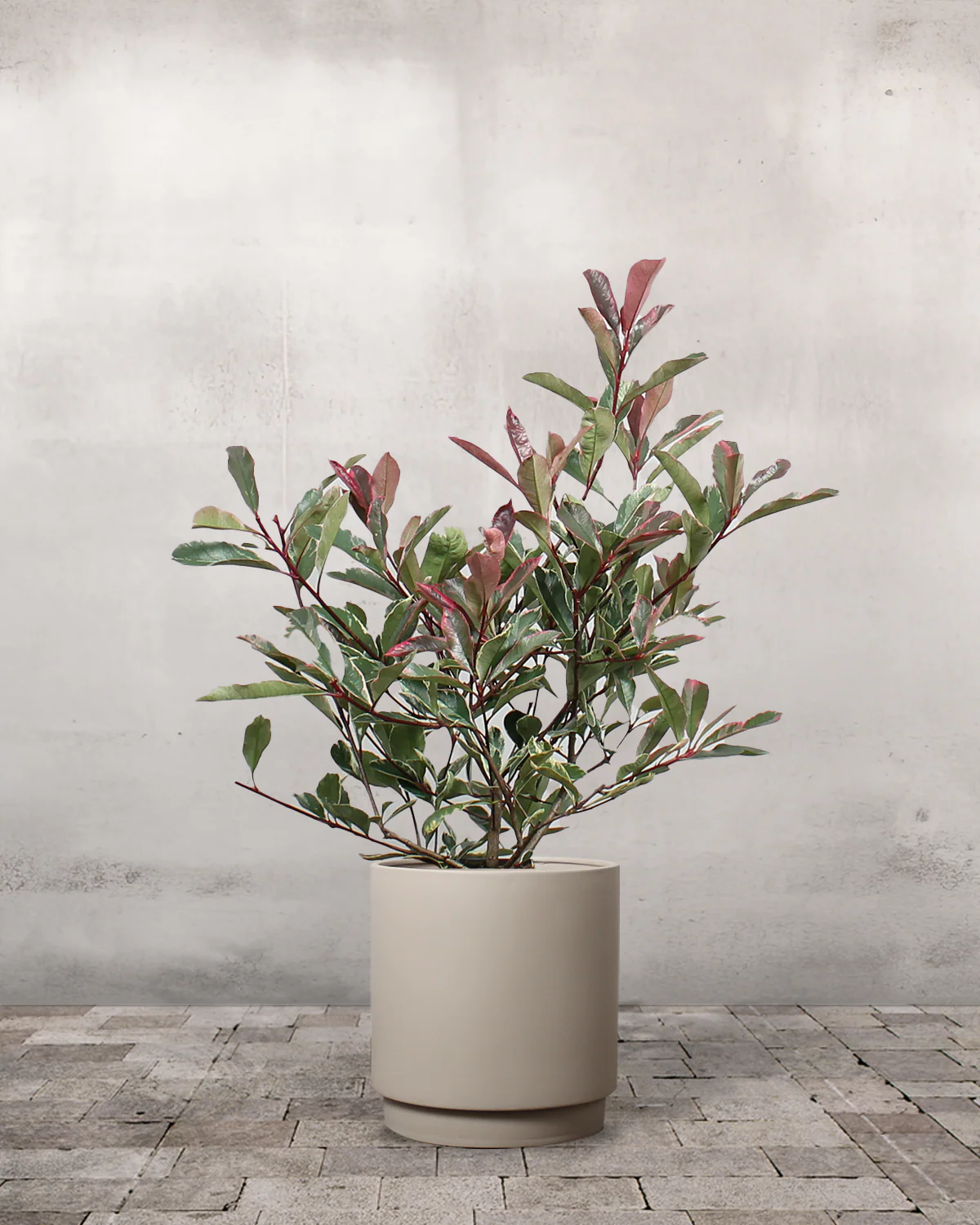 Glansmispel, Photinia fraseri 'Pink Marble' - 50-70 cm - Image 6