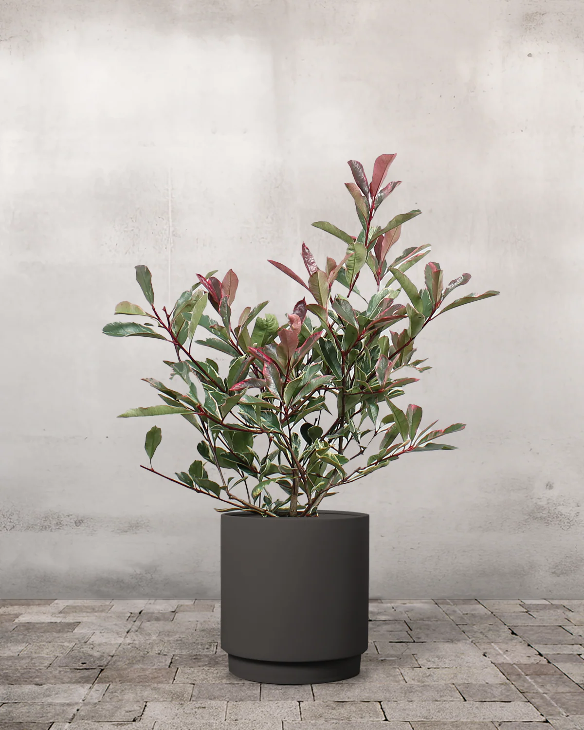 Glansmispel, Photinia fraseri 'Pink Marble' - 50-70 cm - Image 7