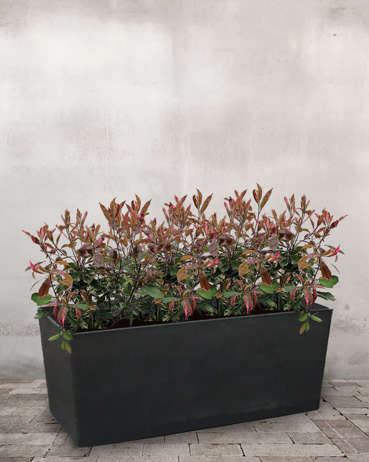 Glansmispel 'Pink Marble' Plantekasse - med hjul & vandreservoir - Image 3
