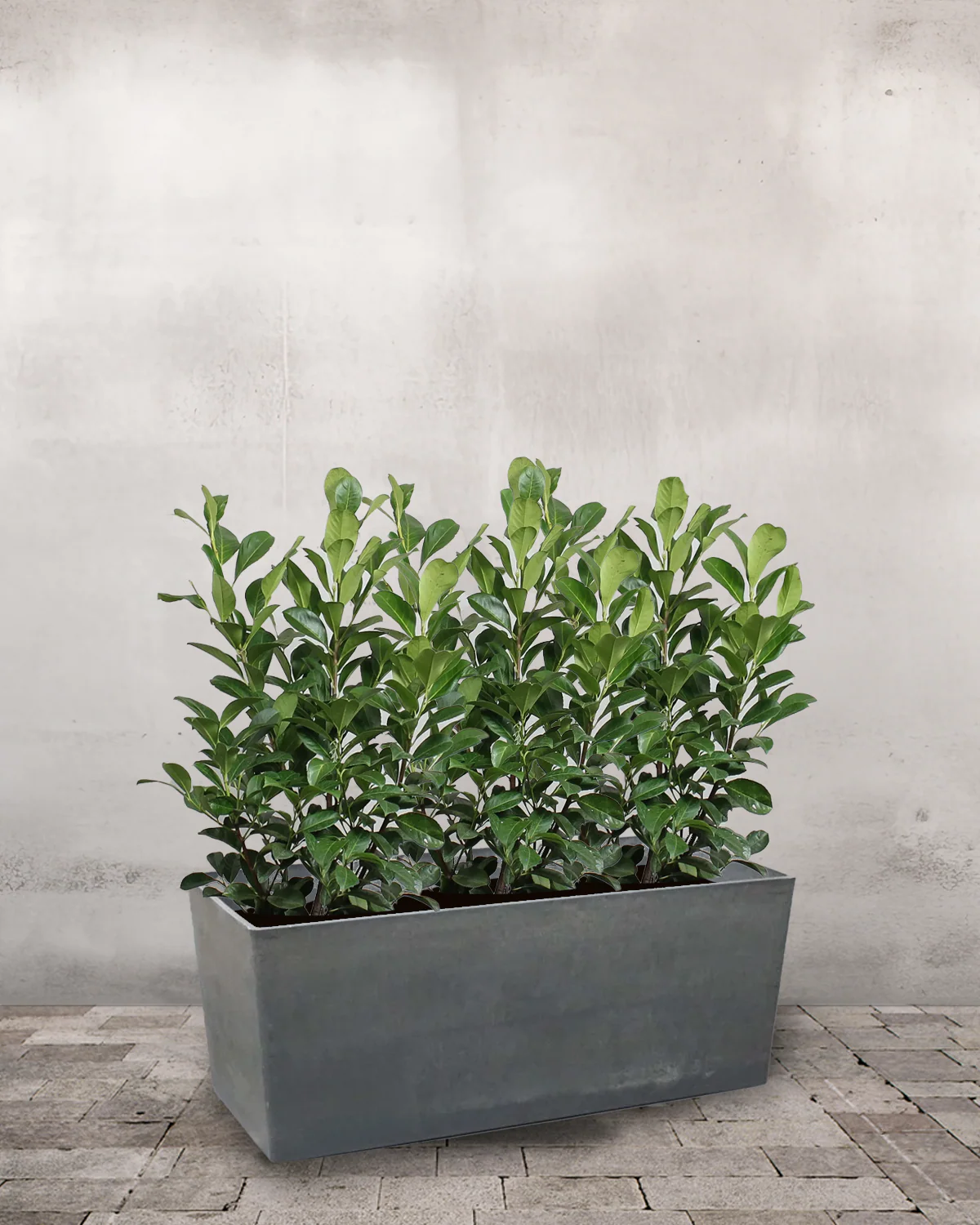 Greenify Plantekasse - Højbed på hjul m. vandreservoir - Image 7