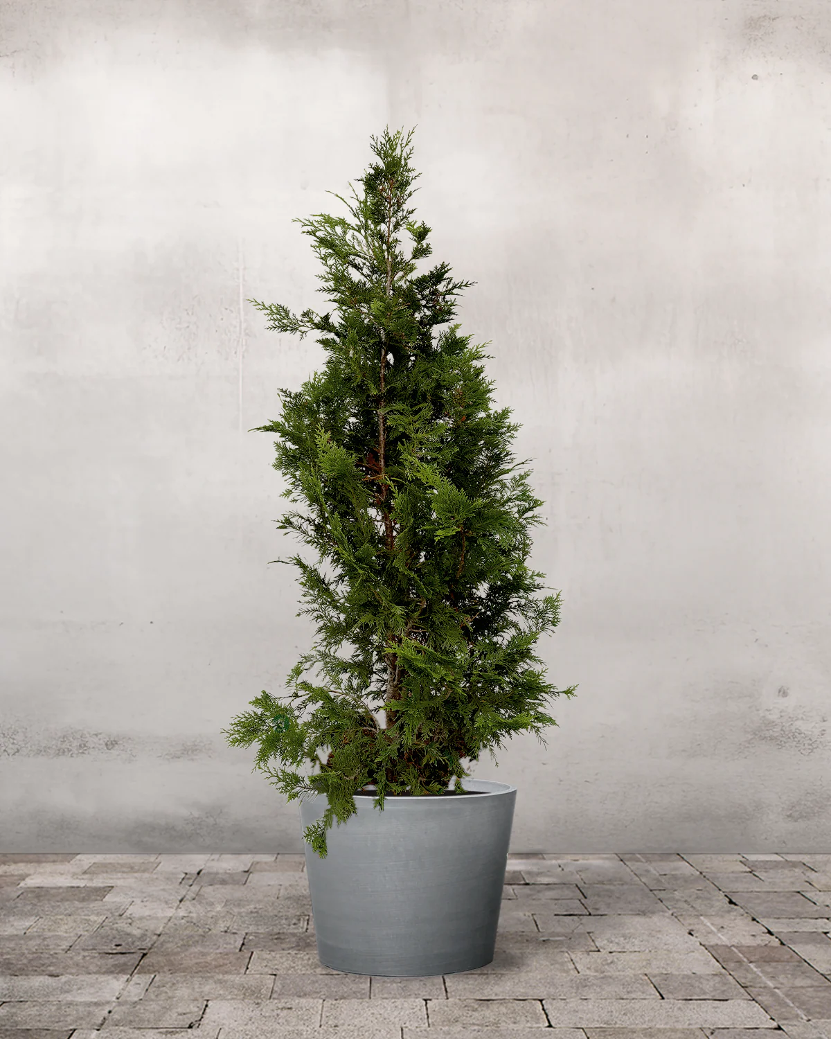 Grøn Cypres, Chamaecyparis lawsoniana 'Ivonne' - 140-160 cm - Image 3