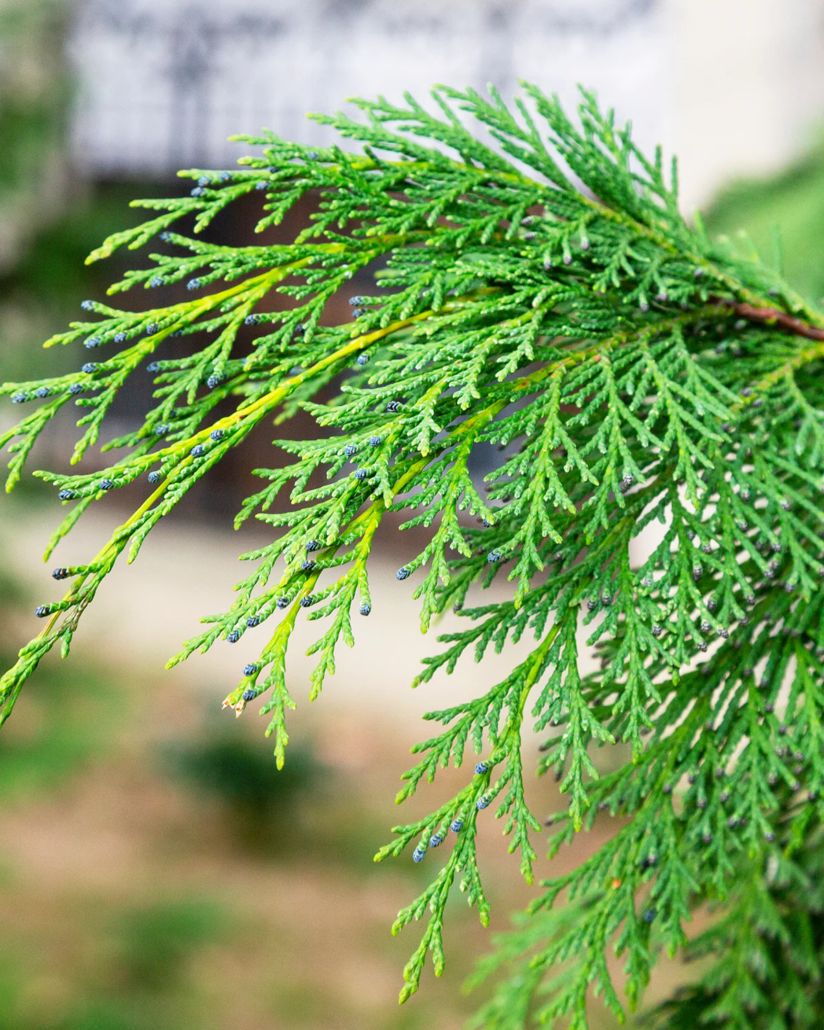 Grøn Cypres, Chamaecyparis lawsoniana 'Ivonne' - 140-160 cm - Image 4