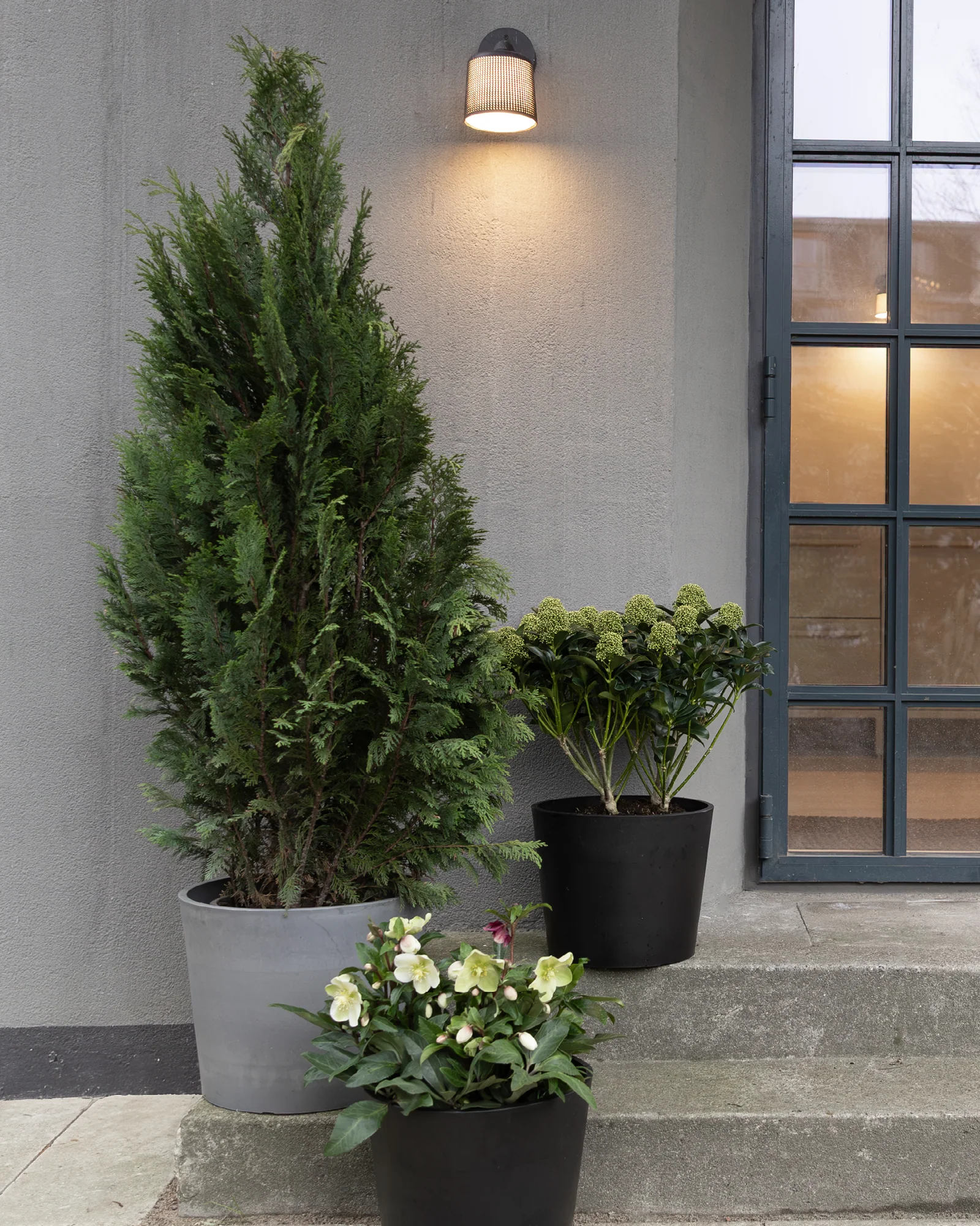 Hvid Skimmia japonica - 40-60 cm - Image 8