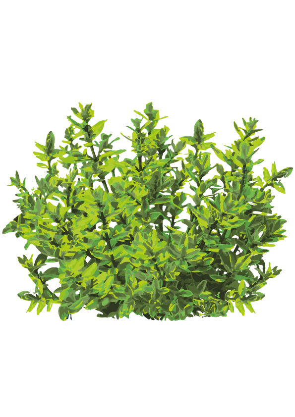 Spidsbladet Hebe, Hebe speciosa – 20-40 cm