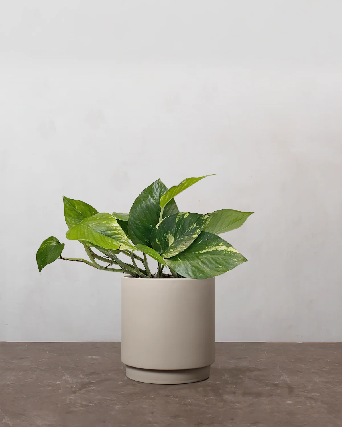 Guldranke, Epipremnum aureum - 15-20 cm - Image 3