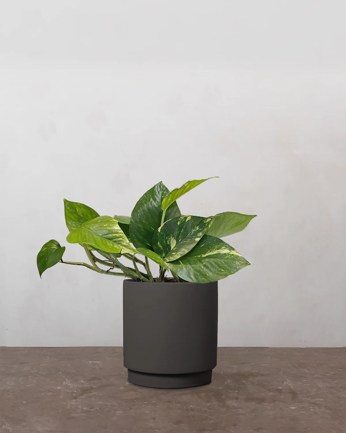 Guldranke, Epipremnum aureum - 15-20 cm - Image 4