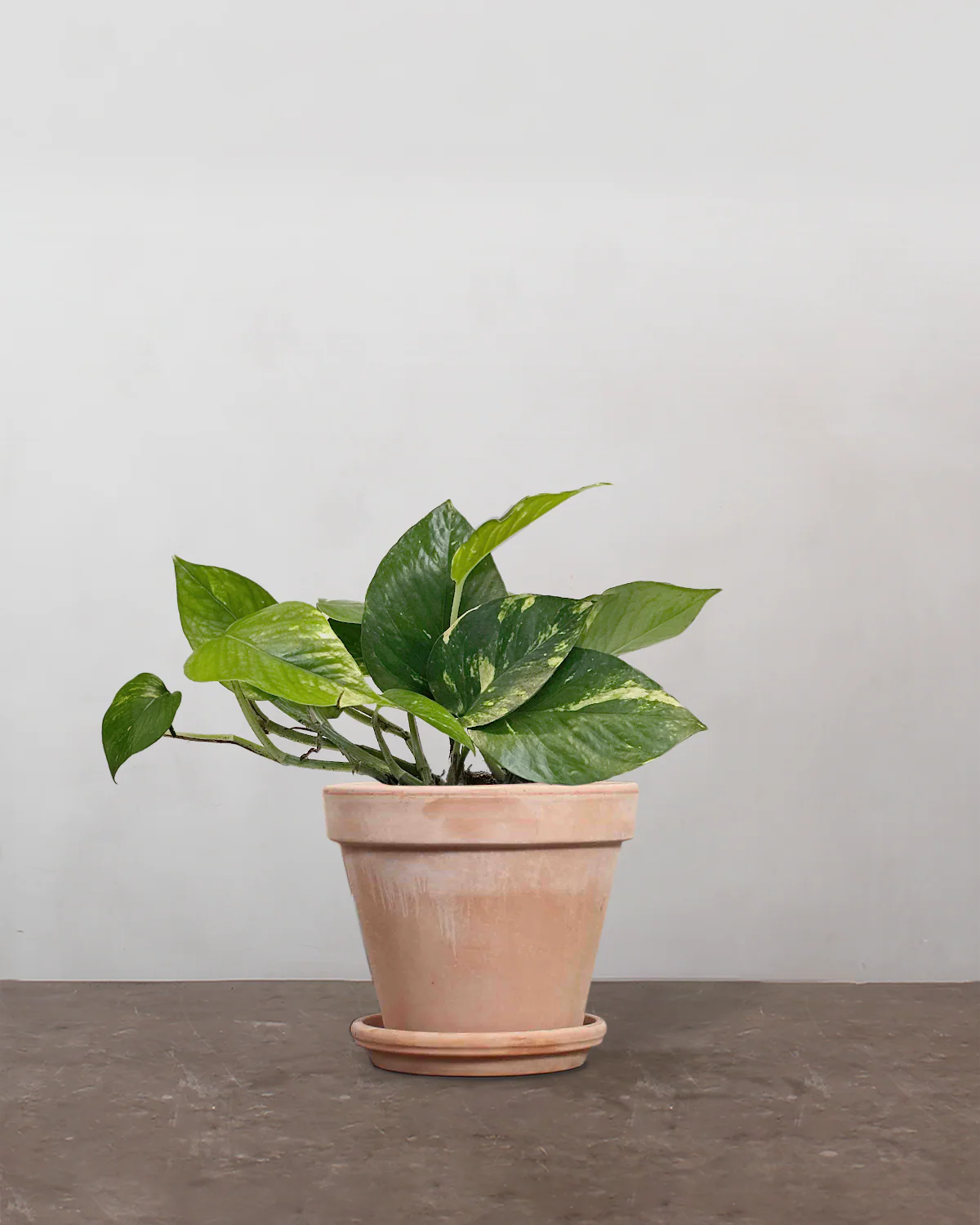 Guldranke, Epipremnum aureum - 15-20 cm - Image 5