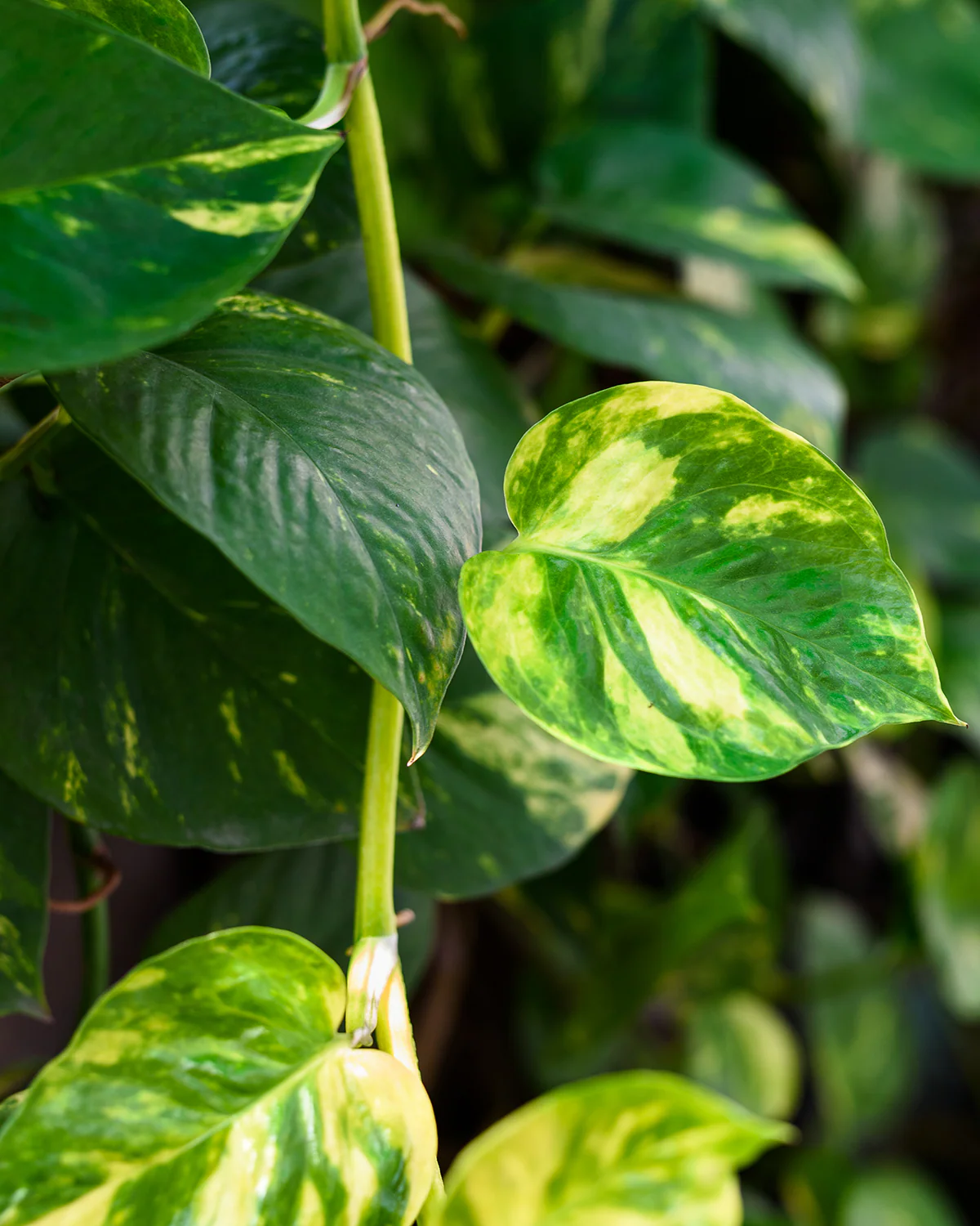 Guldranke, Epipremnum aureum - 15-20 cm - Image 6