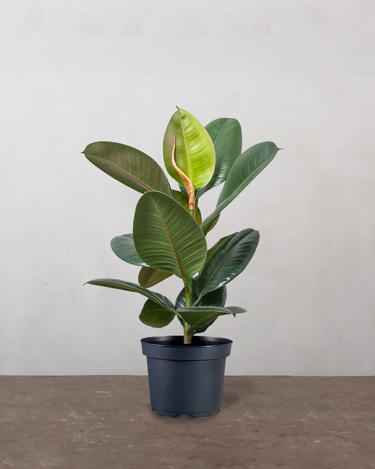Gummitræ, Ficus Elastica 'Robusta' - 40-60 cm