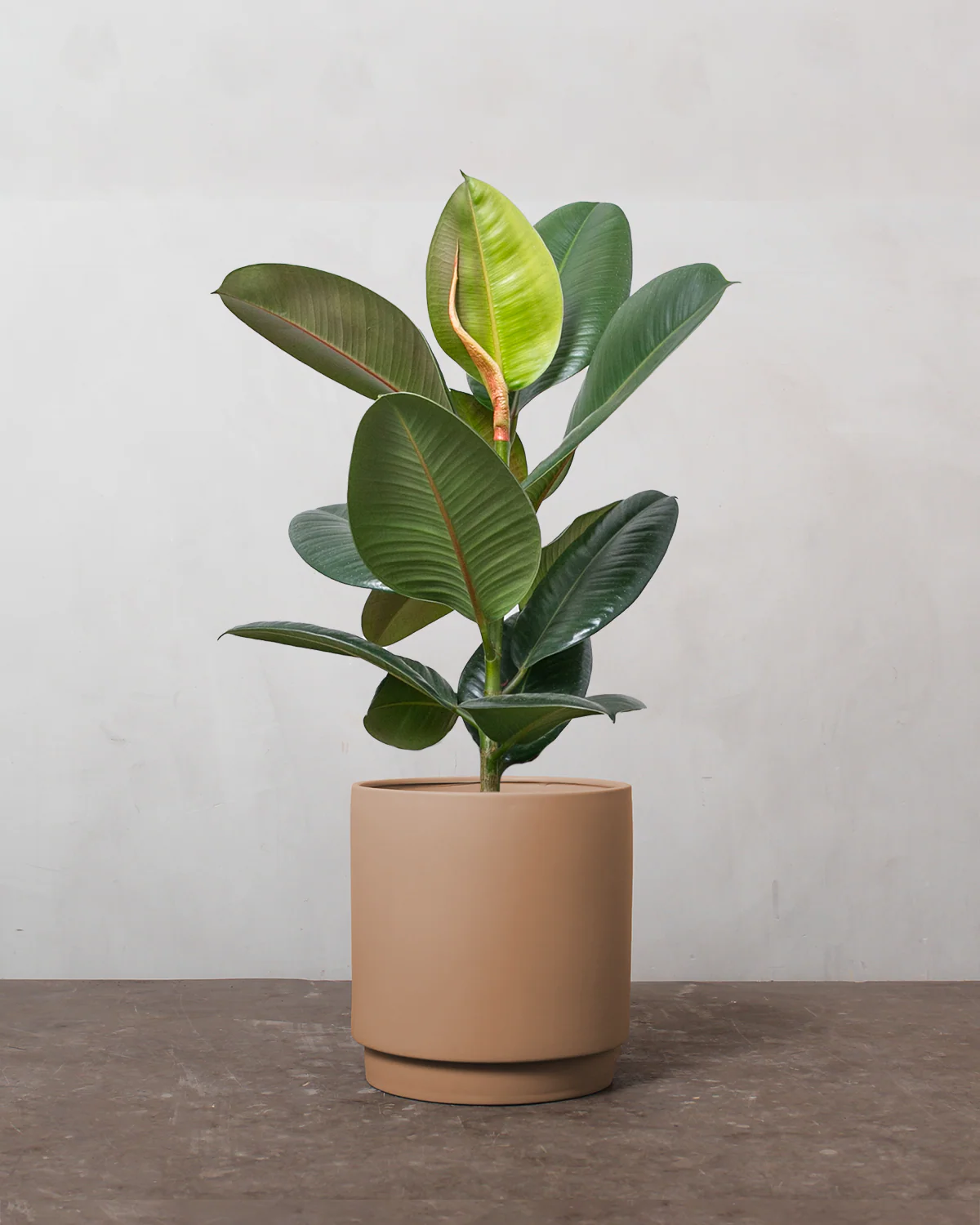 Gummitræ, Ficus Elastica 'Robusta' - 40-60 cm - Image 2