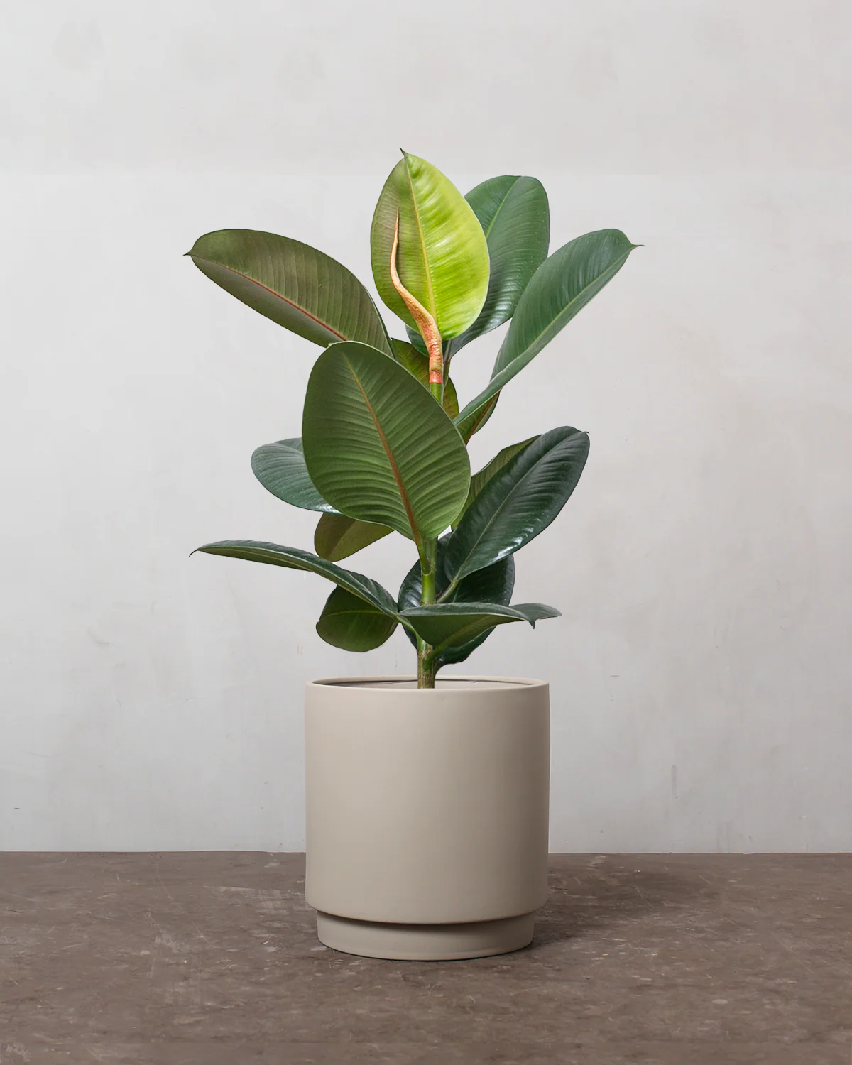 Gummitræ, Ficus Elastica 'Robusta' - 40-60 cm - Image 3