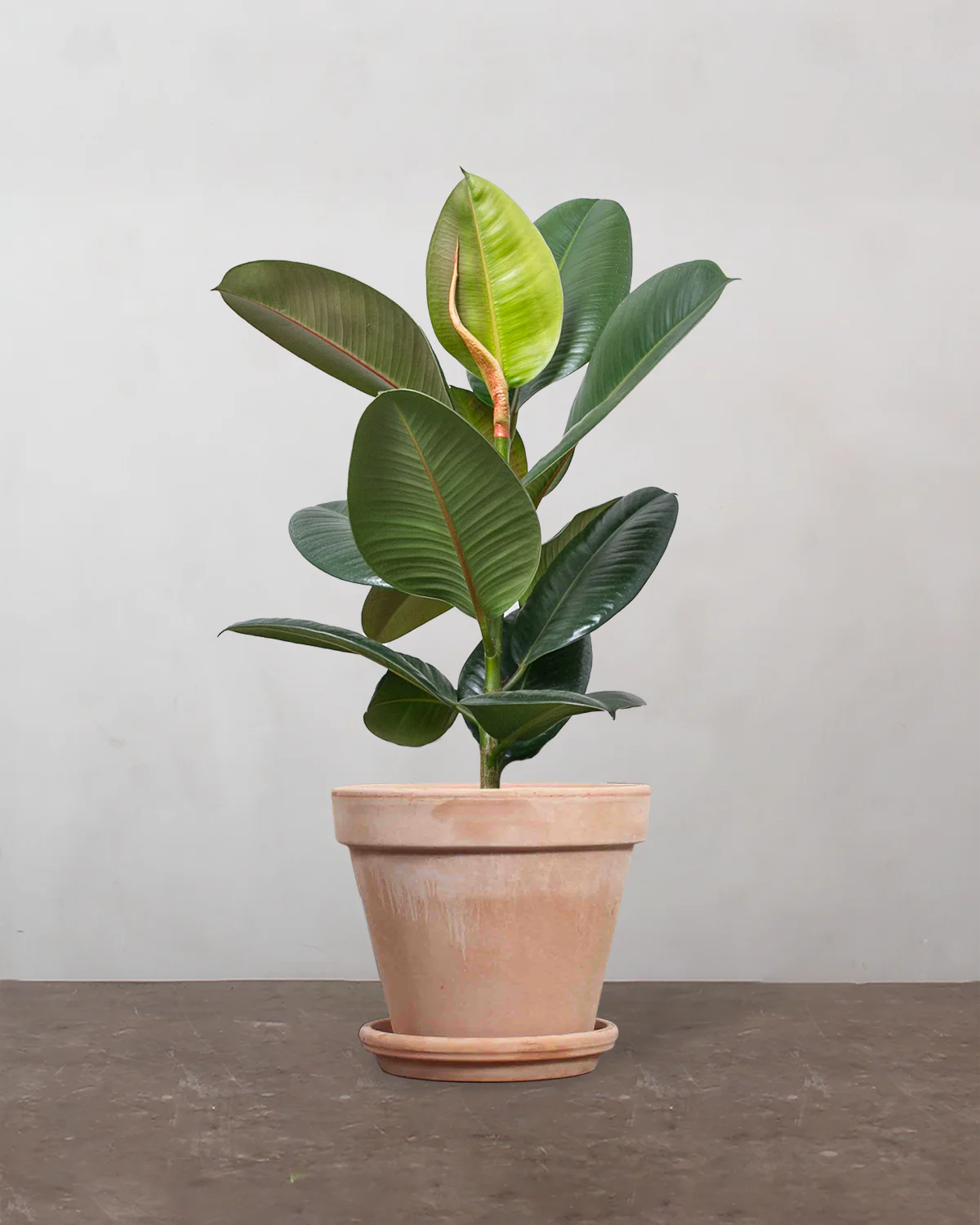 Gummitræ, Ficus Elastica 'Robusta' - 40-60 cm - Image 5