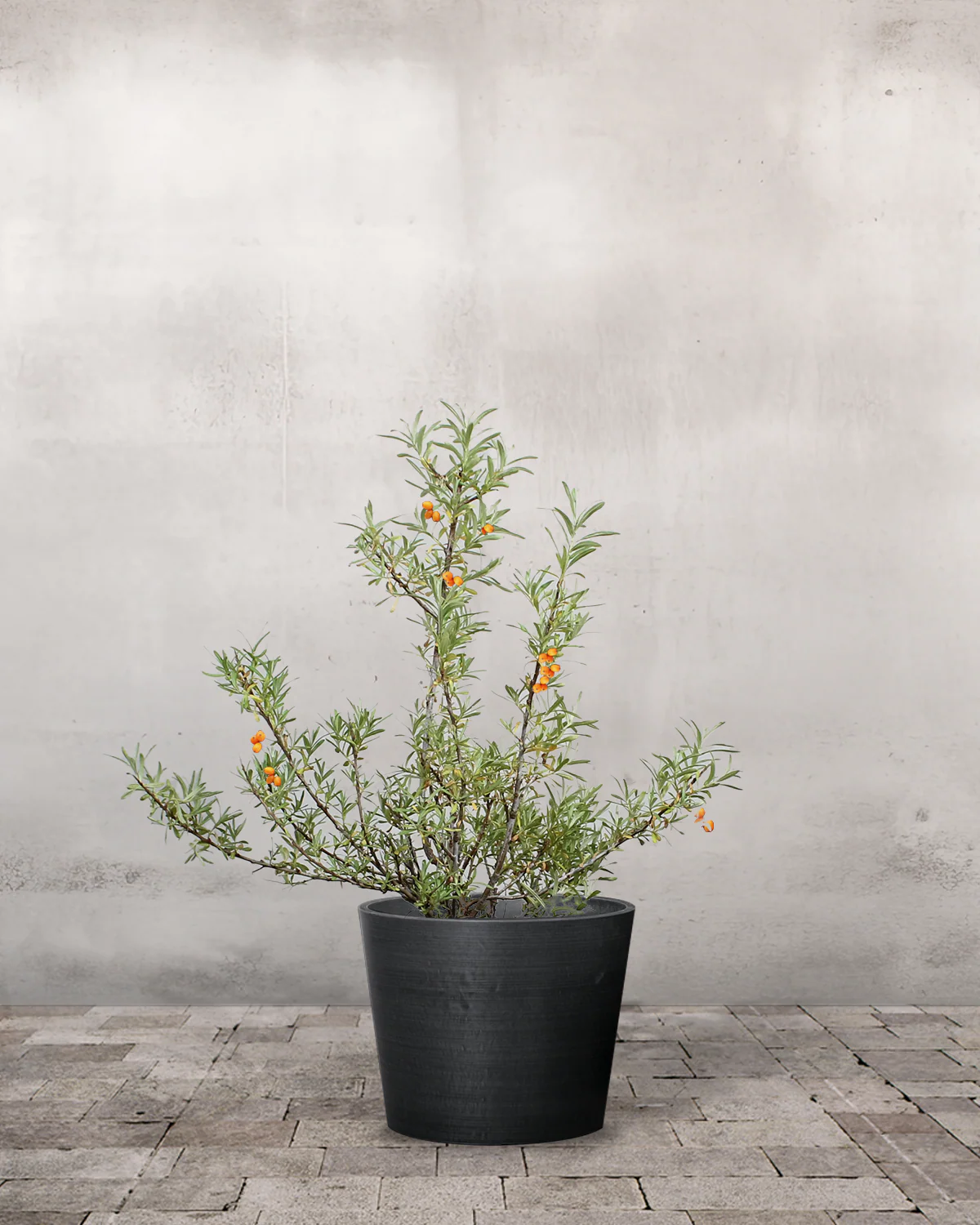 Havtorn, Hippophae rhamnoides (Han+Hun) - 80-100 cm - Image 3