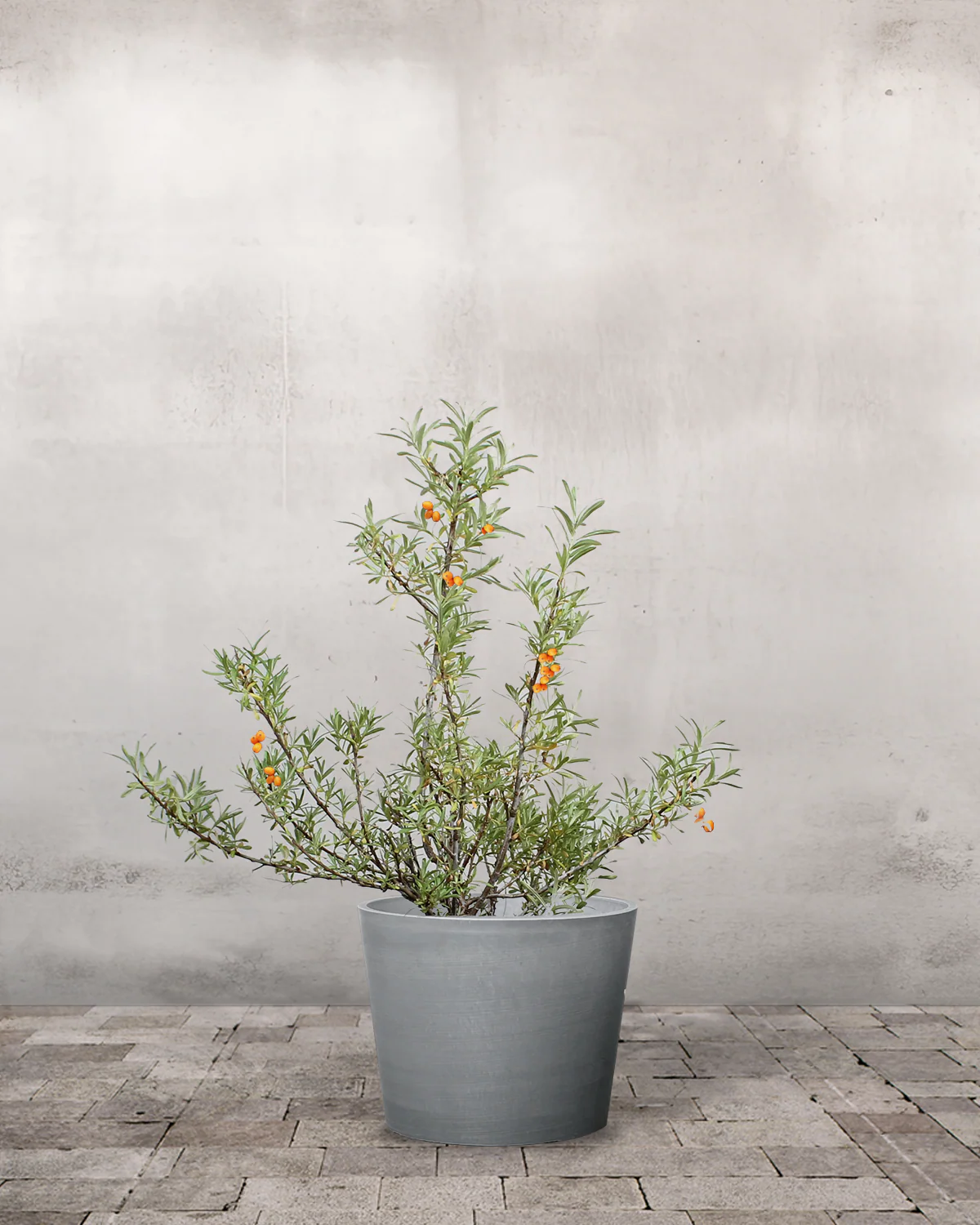 Havtorn, Hippophae rhamnoides (Han+Hun) - 80-100 cm - Image 4