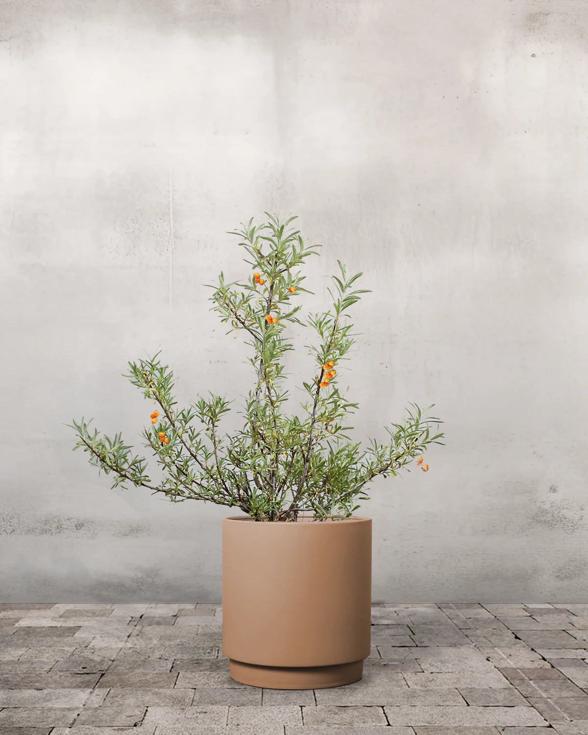 Havtorn, Hippophae rhamnoides (Han+Hun) - 80-100 cm - Image 5