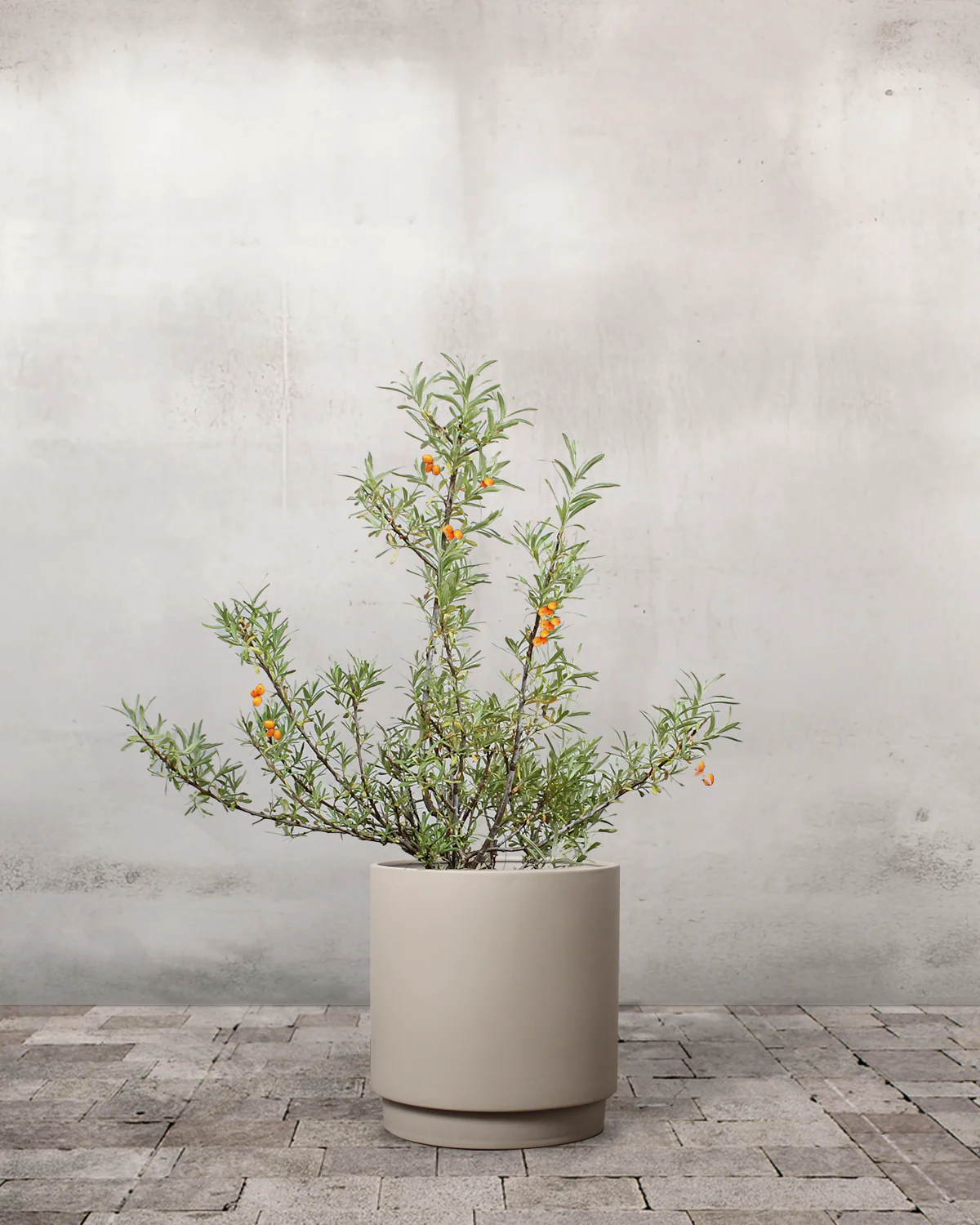 Havtorn, Hippophae rhamnoides (Han+Hun) - 80-100 cm - Image 6