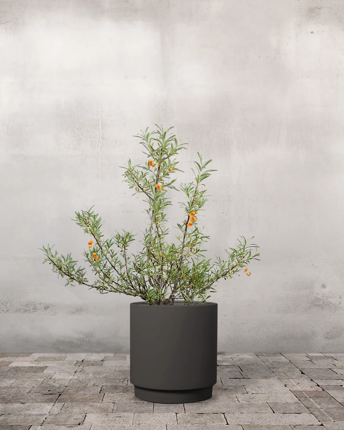 Havtorn, Hippophae rhamnoides (Han+Hun) - 80-100 cm - Image 7