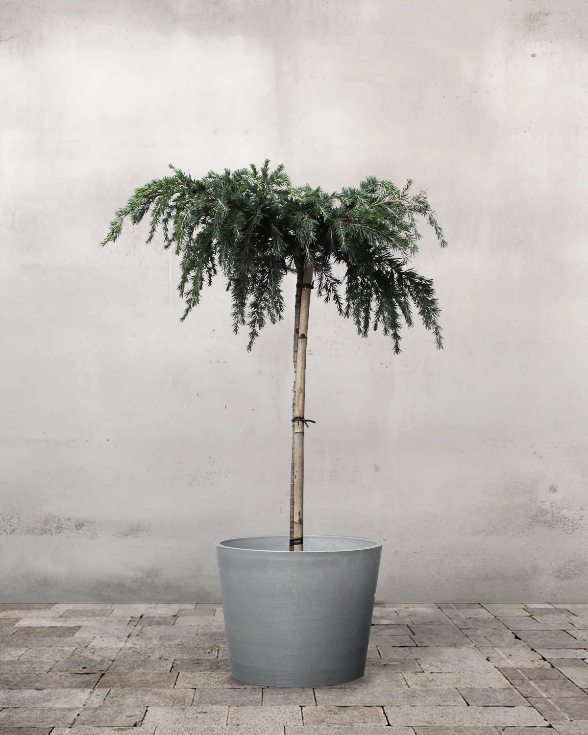 Opstammet Himalaya Ceder, Cedrus deodara 'Feelin Blue' - 100-120 cm - Image 3