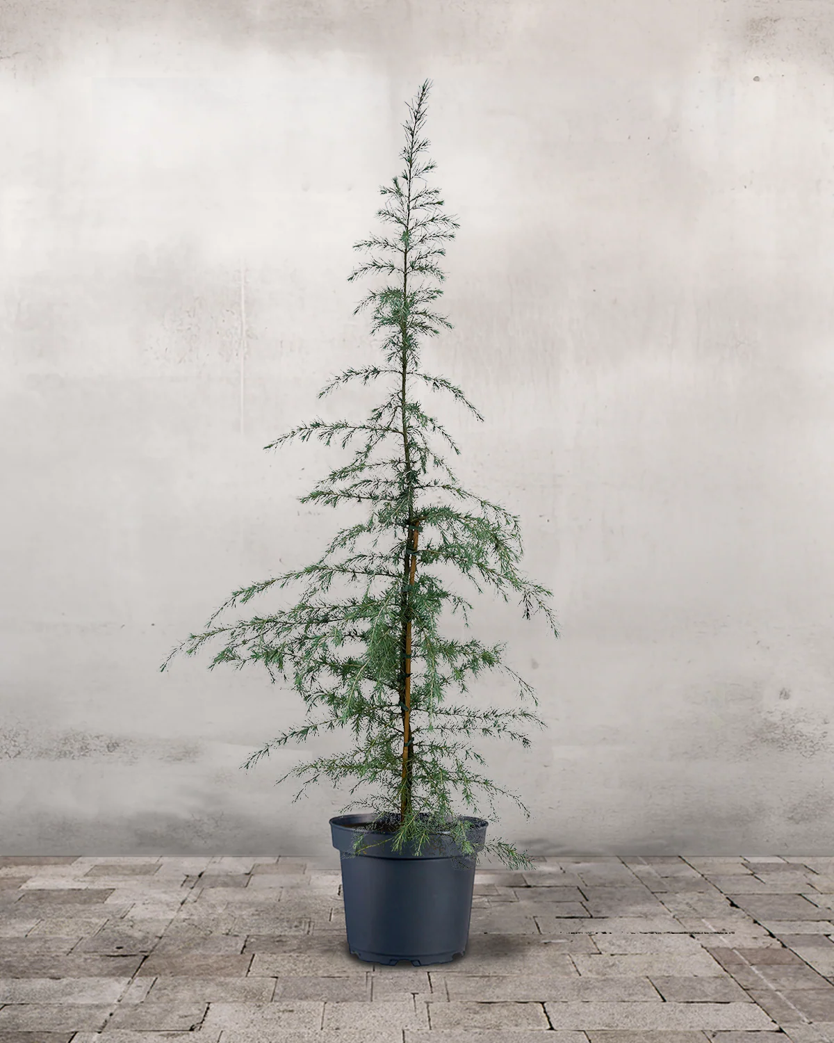 Himalaya Ceder, Cedrus deodara - 175-200 cm