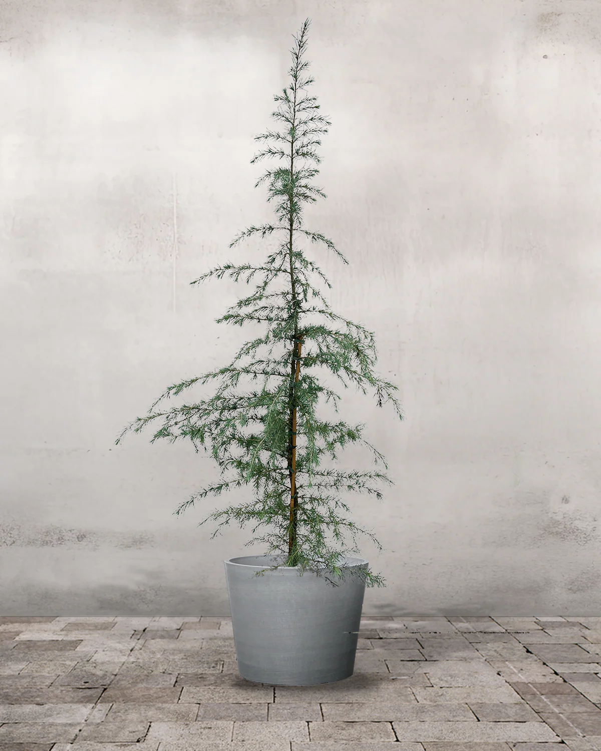 Himalaya Ceder, Cedrus deodara - 175-200 cm - Image 3