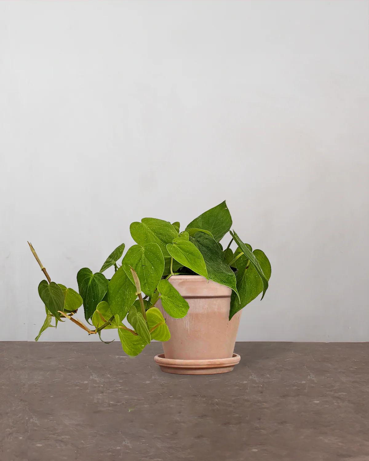 Hjertephilodendron, Philodendron scandens - 15-20 cm - Image 6