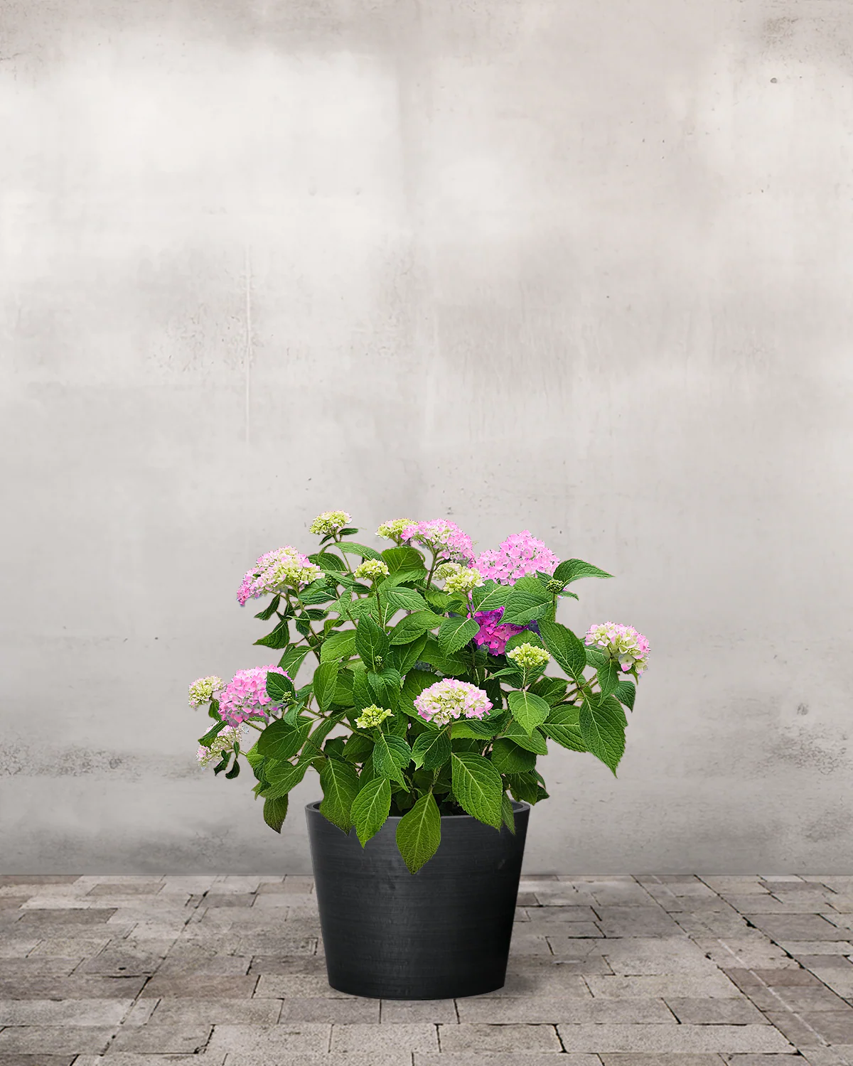 Hortensia, Hydrangea macrophylla 'Endless Summer' - Rosa - Image 2