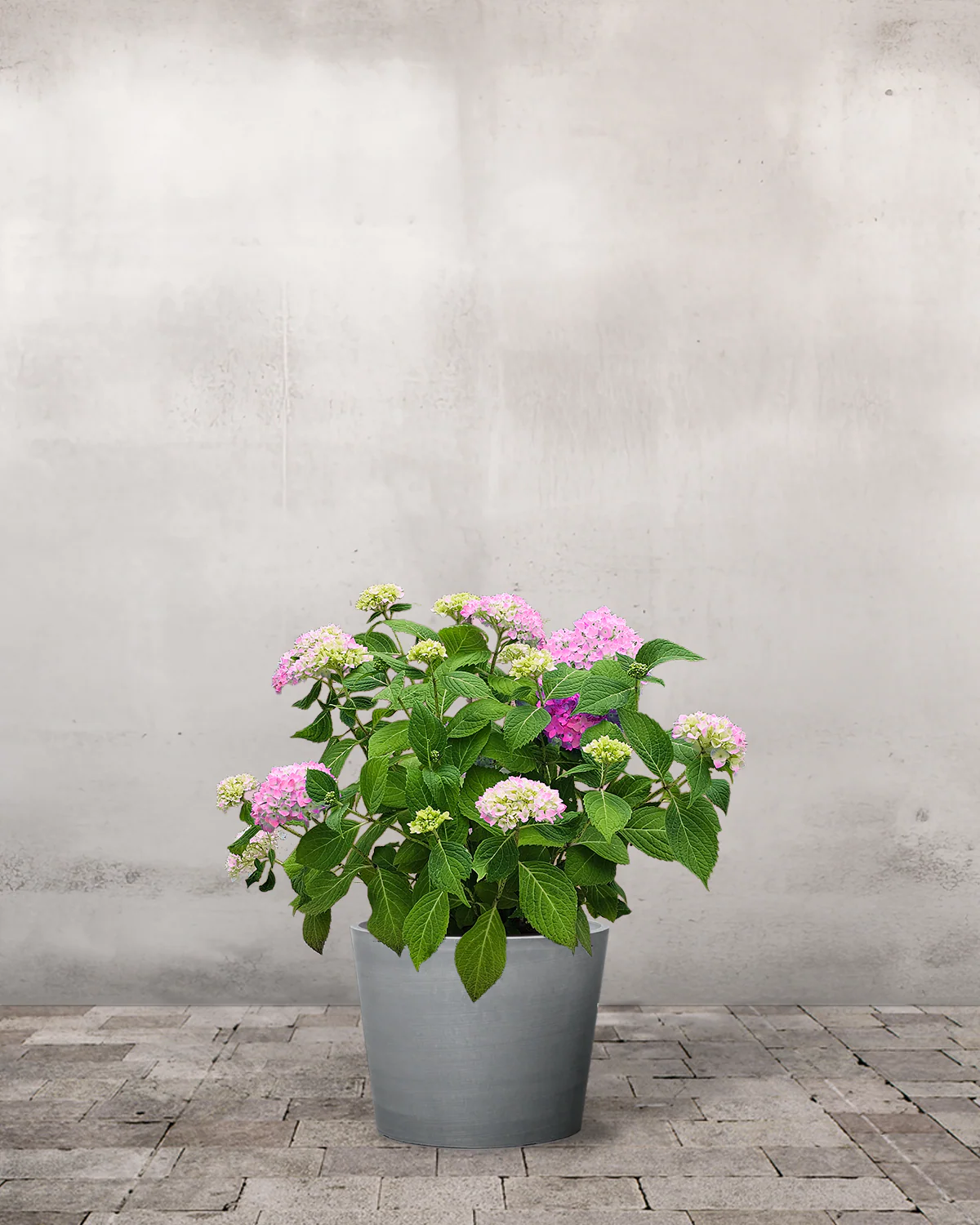 Hortensia, Hydrangea macrophylla 'Endless Summer' - Rosa - Image 3