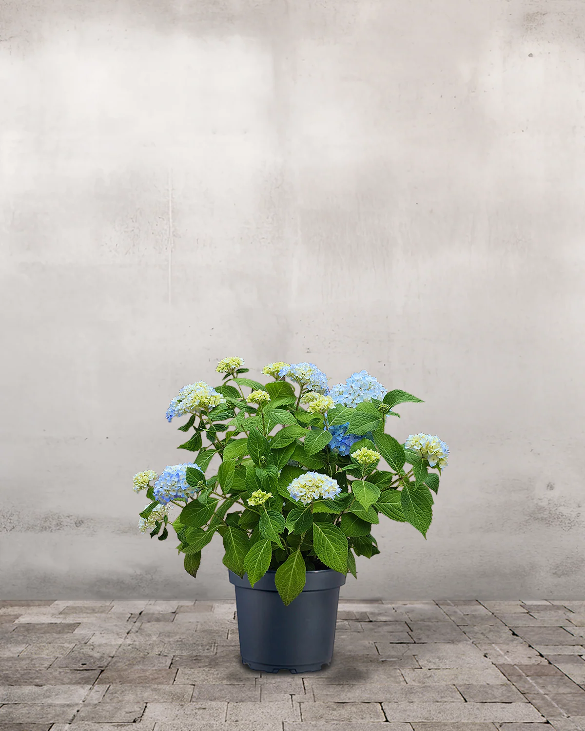 Hortensia, Hydrangea macrophylla 'Endless Summer' - Blå