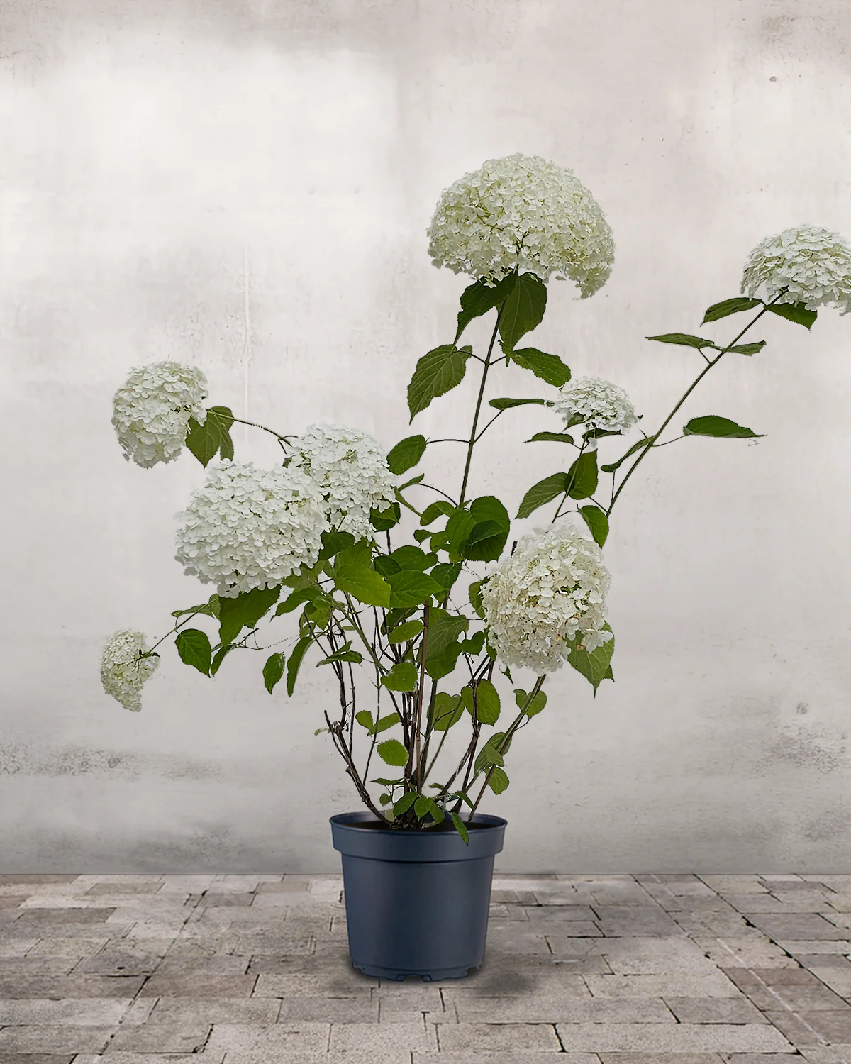 Hortensia, Hydrangea arborescens 'Annabelle'