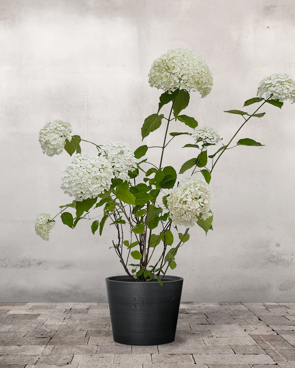 Hortensia, Hydrangea arborescens 'Annabelle' - Image 2