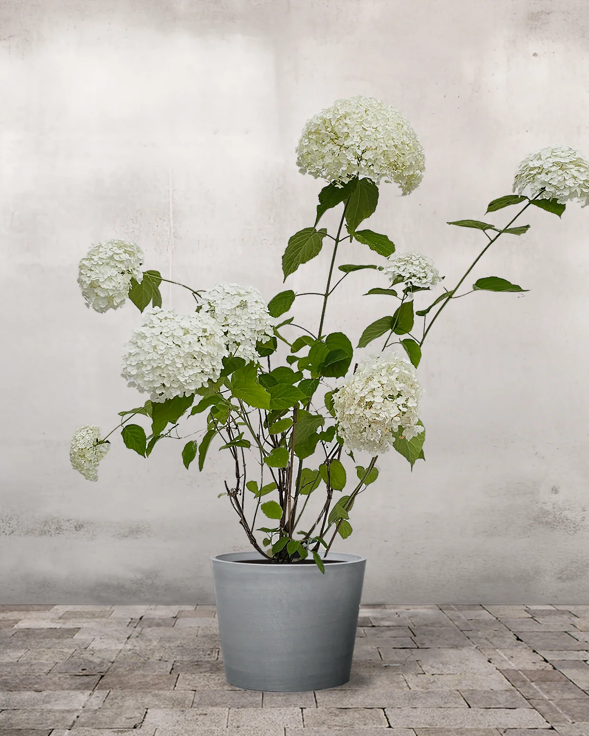 Hortensia, Hydrangea arborescens 'Annabelle' - Image 3