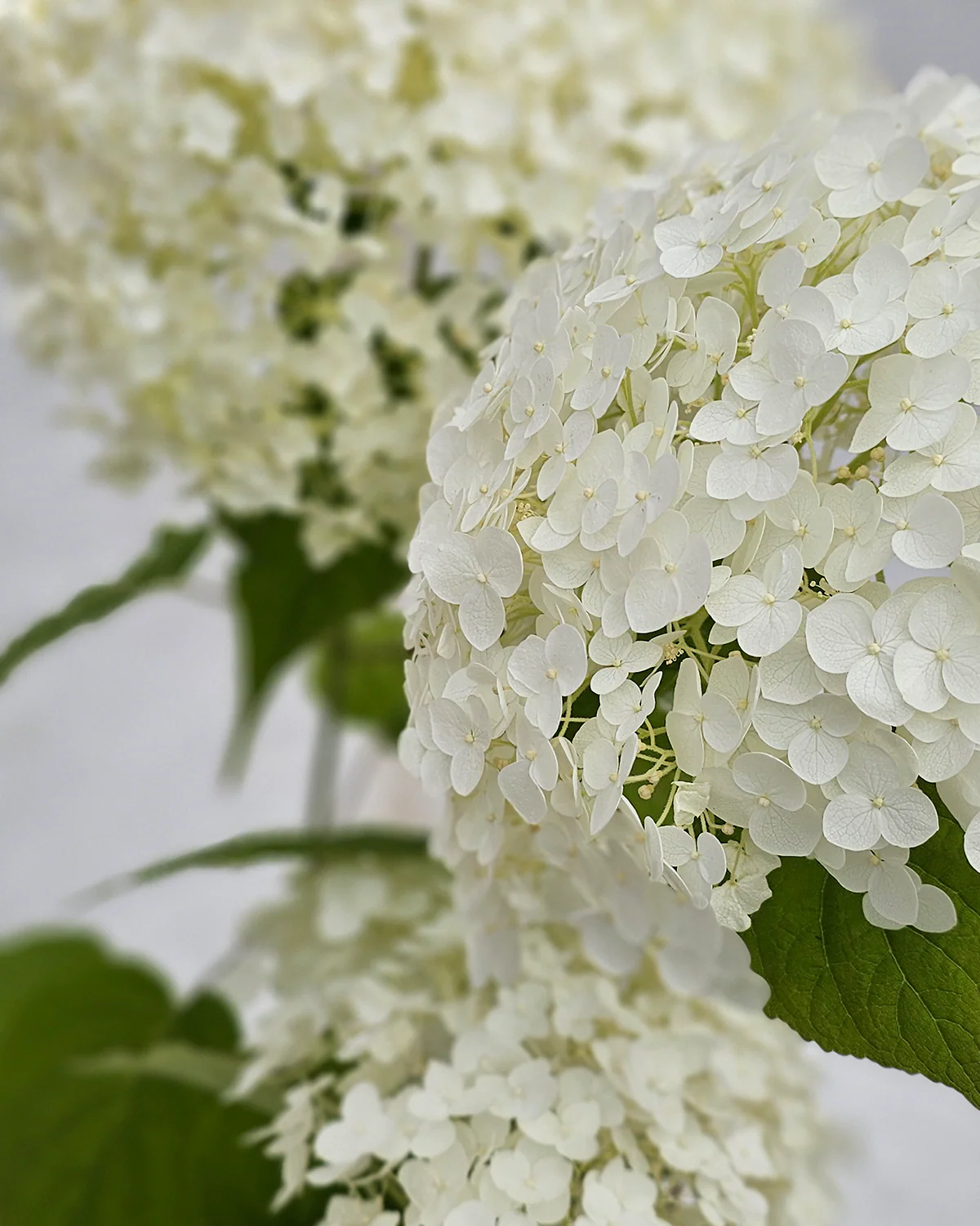 Hortensia, Hydrangea arborescens 'Annabelle' - Image 4