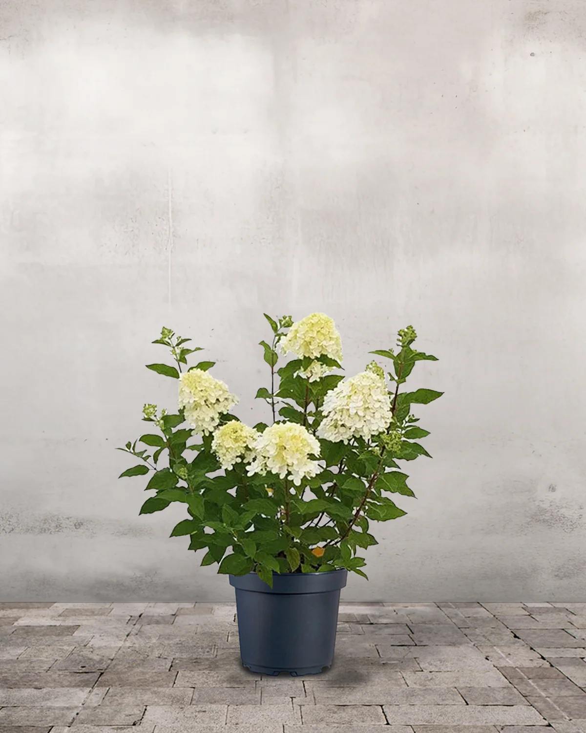 Syrenhortensia, Hydrangea paniculata 'Limelight'