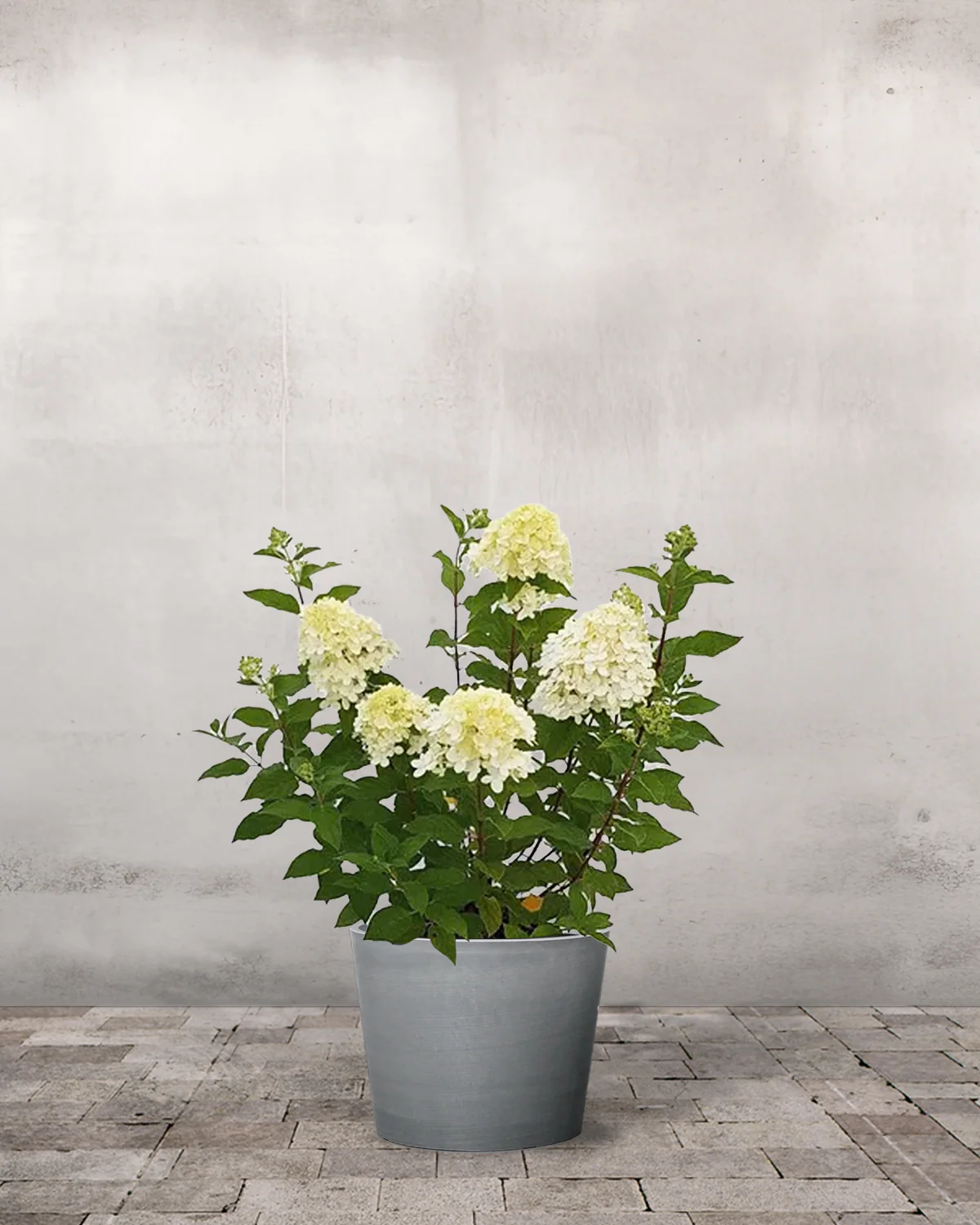 Syrenhortensia, Hydrangea paniculata 'Limelight' - Image 4