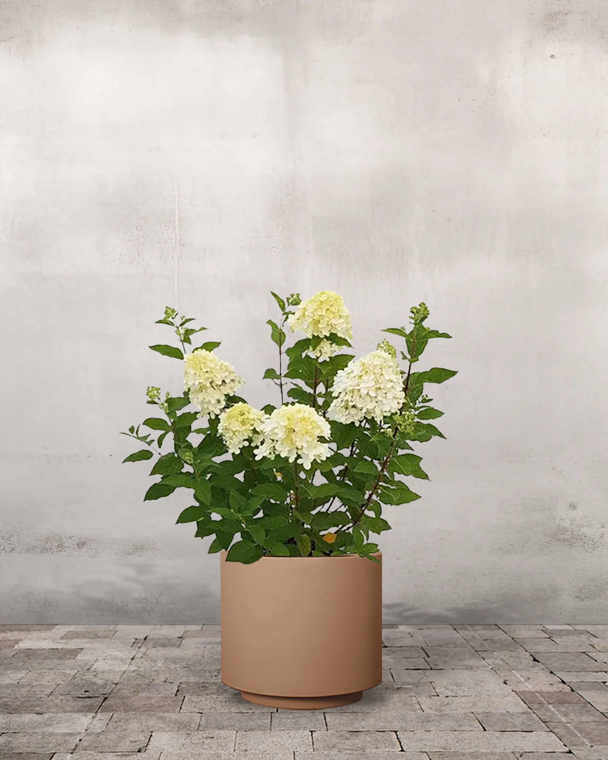 Syrenhortensia, Hydrangea paniculata 'Limelight' - Image 5