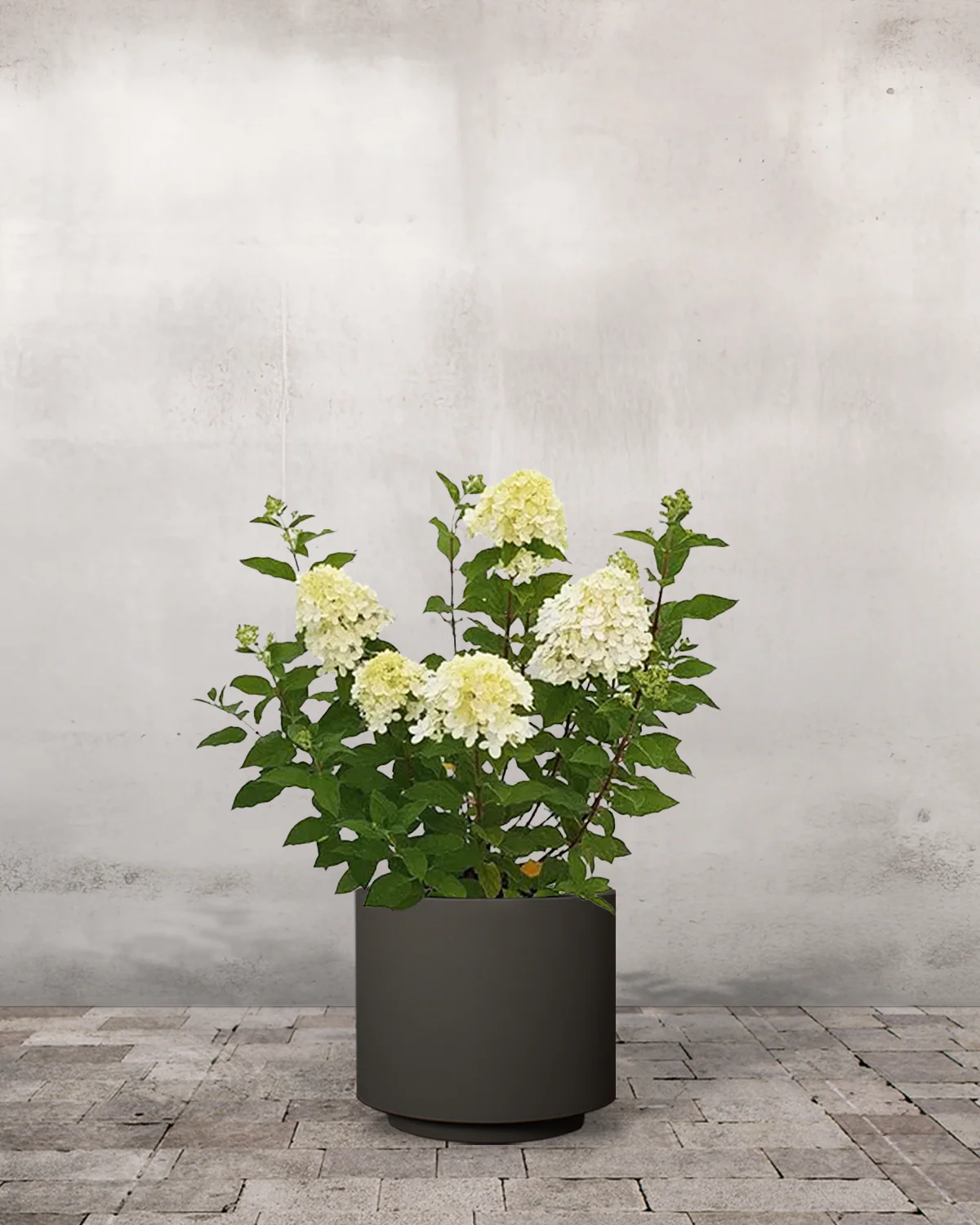 Syrenhortensia, Hydrangea paniculata 'Limelight' - Image 6