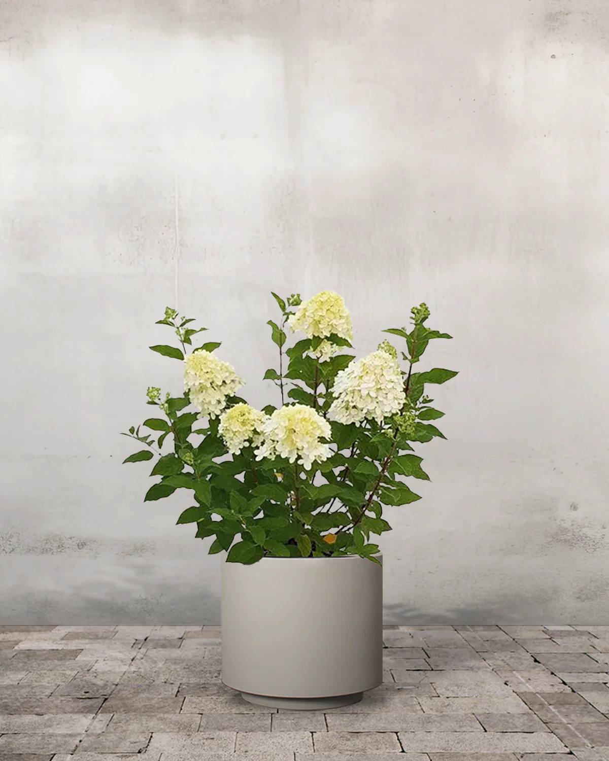 Syrenhortensia, Hydrangea paniculata 'Limelight' - Image 7