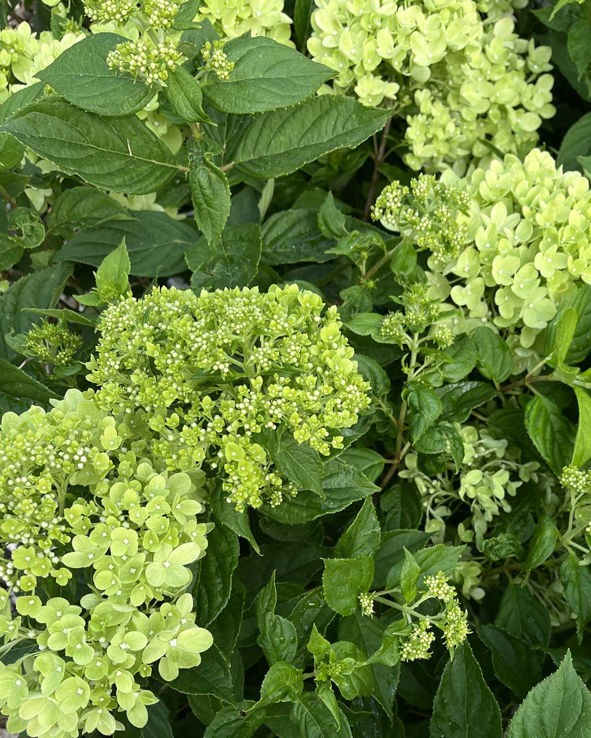 Syrenhortensia, Hydrangea paniculata 'Little Lime' - Image 4