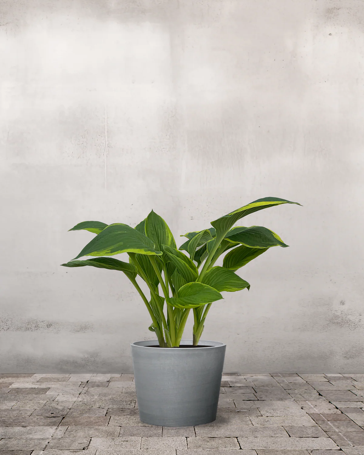 Hosta 'Aurea Marginata' - Image 3