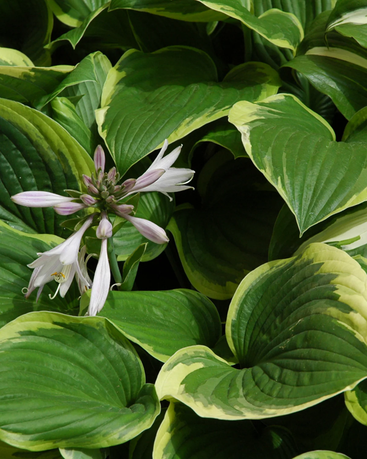 Hosta 'Aurea Marginata' - Image 4