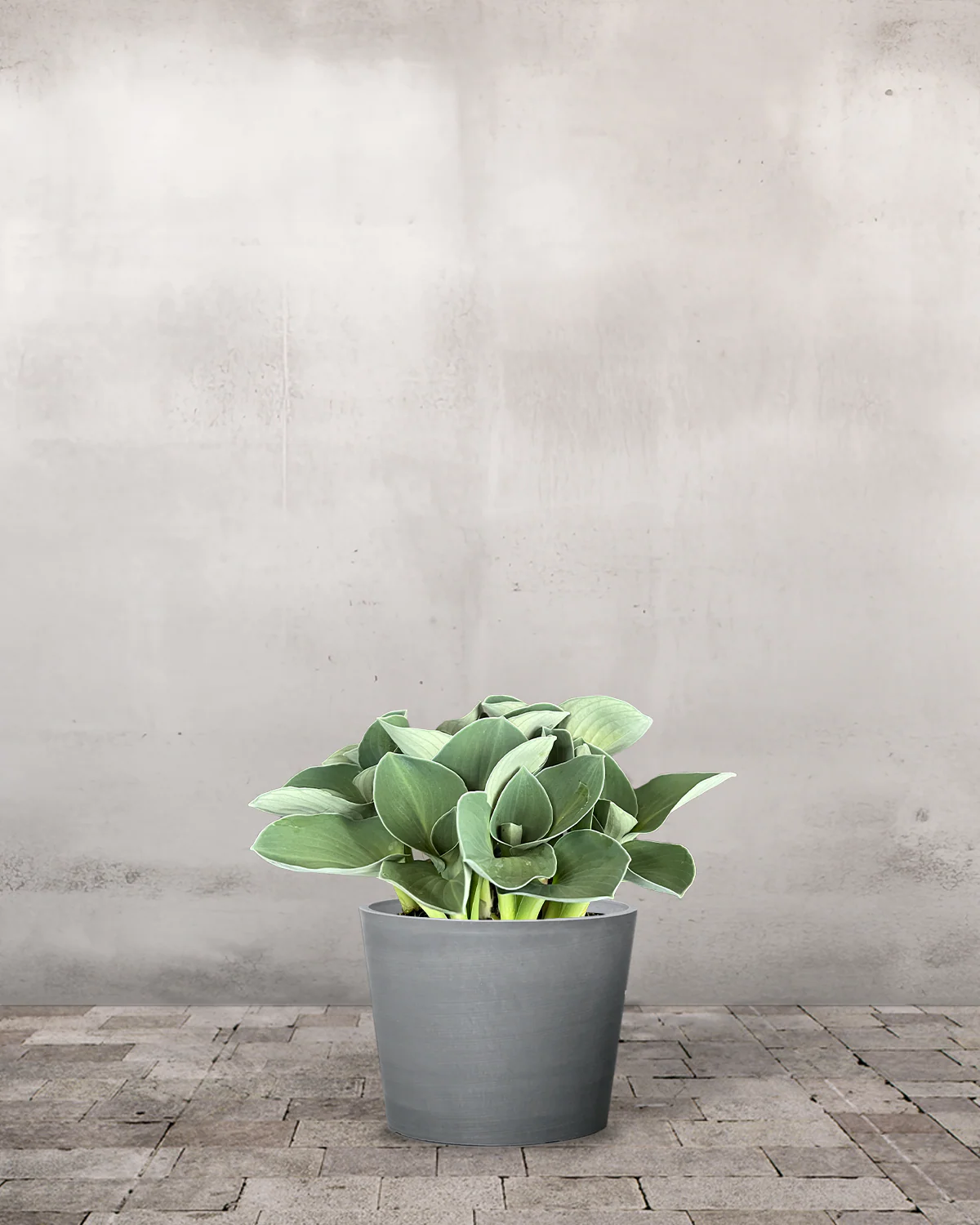 Hosta 'Blue Mouse Ears' - Image 3
