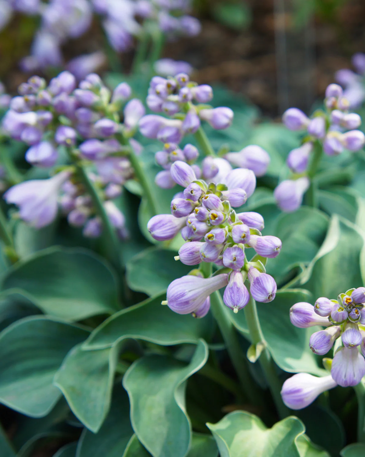 Hosta 'Blue Mouse Ears' - Image 4