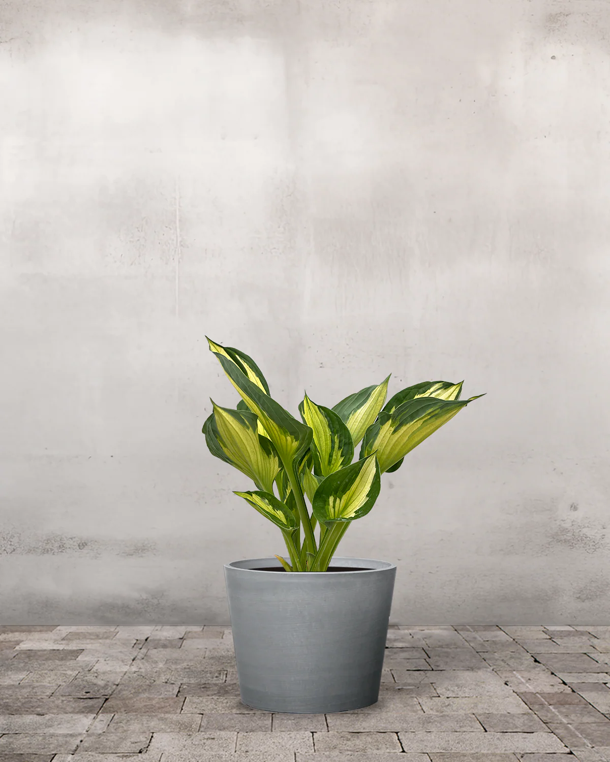 Hosta 'Colored Hulk' - Image 3